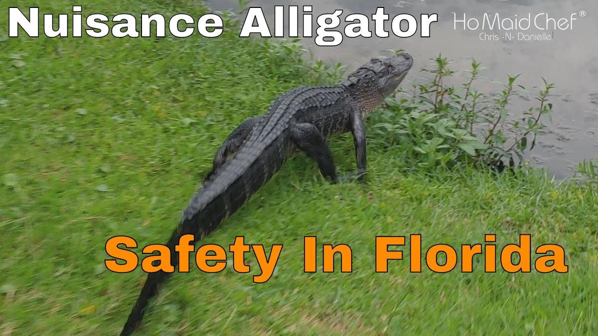 'Video thumbnail for Alligator Wildlife In Florida, Wife Said Kick At It'