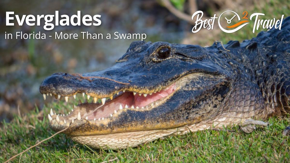 'Video thumbnail for The Everglades in Florida Are More Than a Swamp'